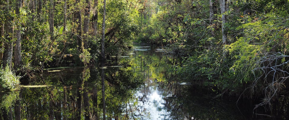 A calm river surrounded by dense forest.