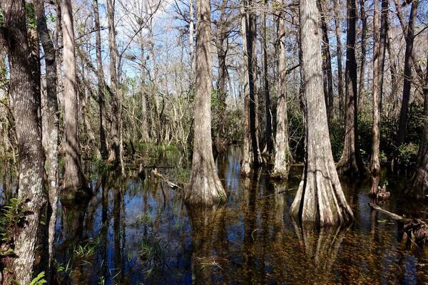 Just loved this place. Amazing spot to explore the natural beauty of the everglades