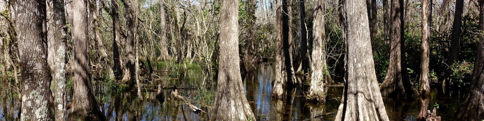 Just loved this place. Amazing spot to explore the natural beauty of the everglades
