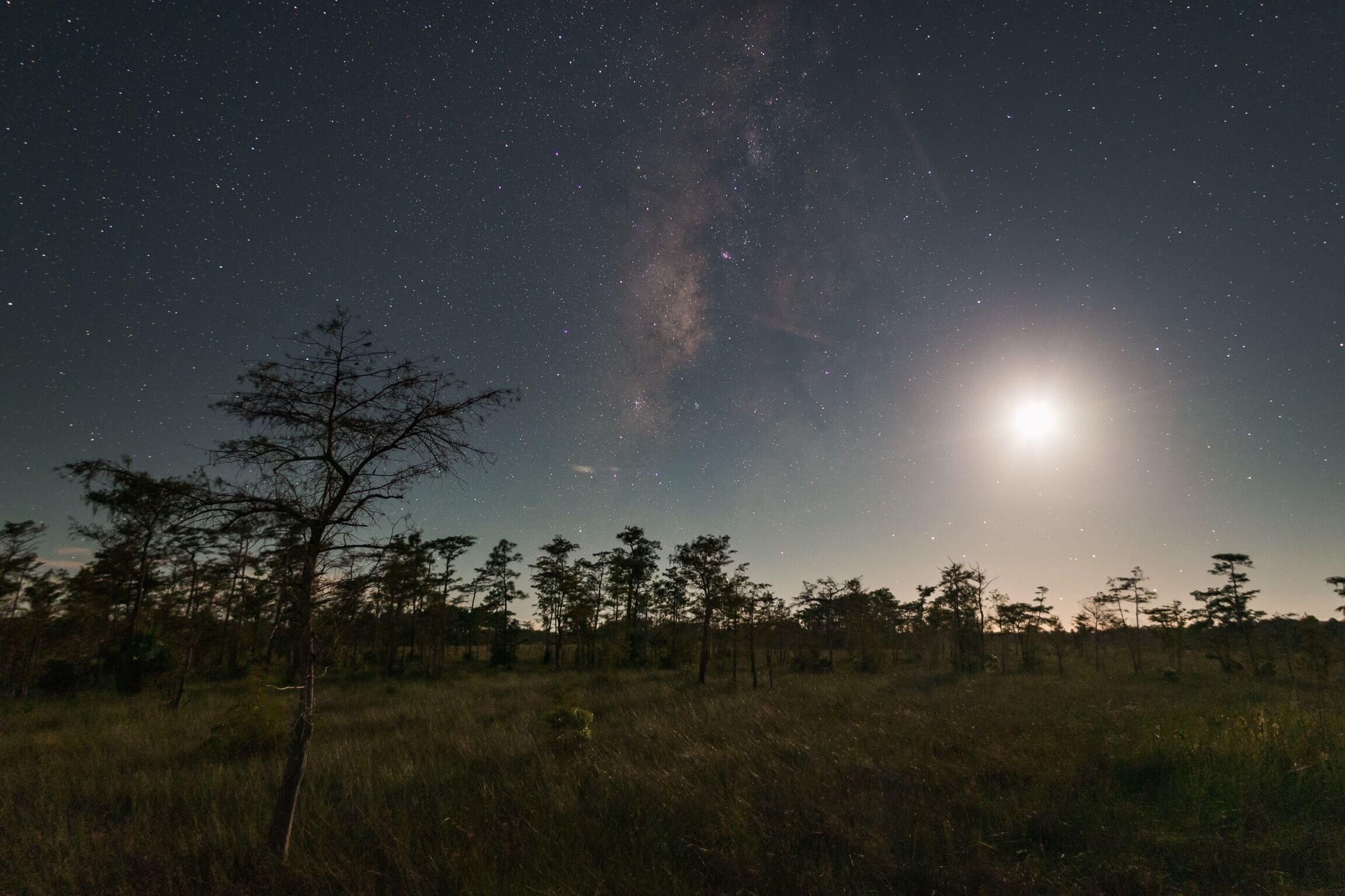 Moonlit cypress trees. The setting moon illuminates the natural Florida landscape as the Milky Way silently keeps watch in Big Cypress National Preserve.  #nature