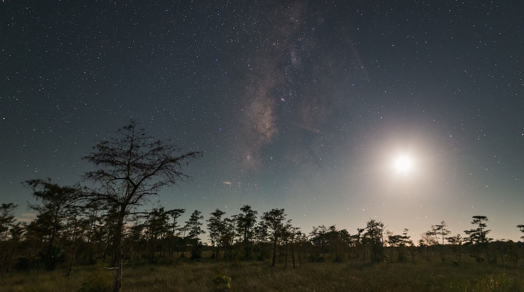Moonlit cypress trees. The setting moon illuminates the natural Florida landscape as the Milky Way silently keeps watch in Big Cypress National Preserve. #nature