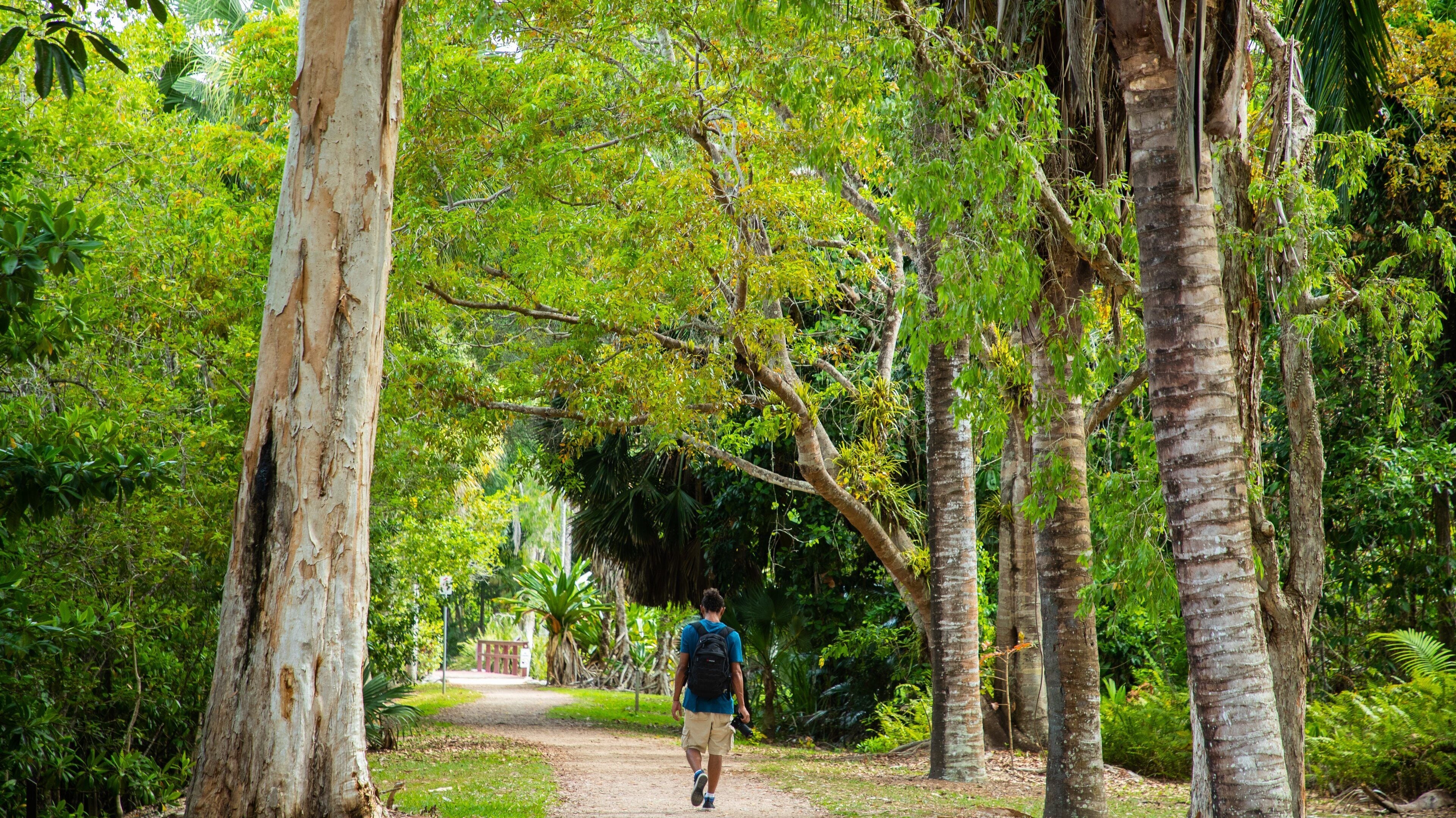 A man walking on a dirt path surrounded by tall trees and lush greenery.