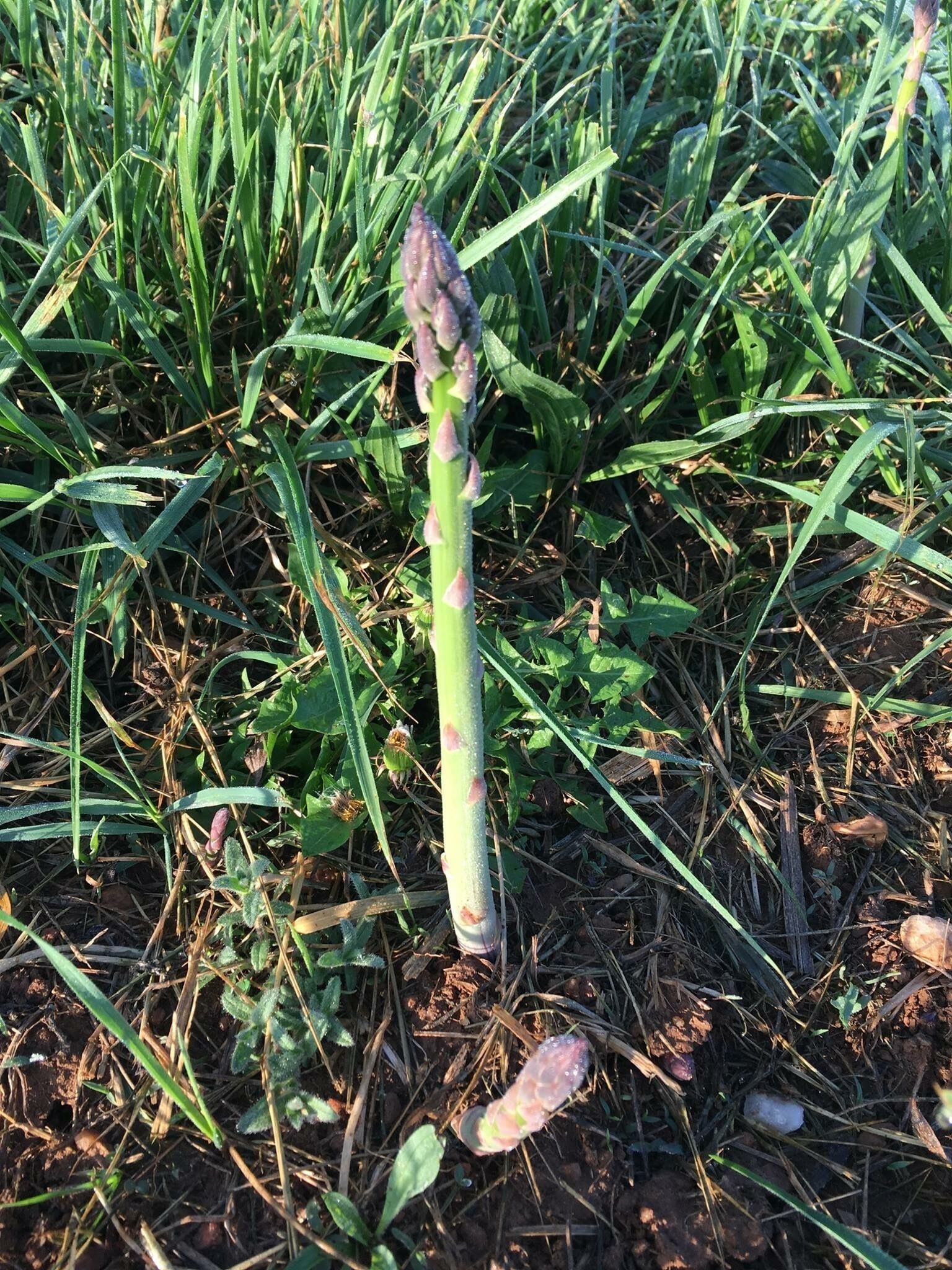 Spring is beautiful in Western North Carolina with the mountains greening up and fresh organic asparagus popping up on our family farm. #SpringFun
