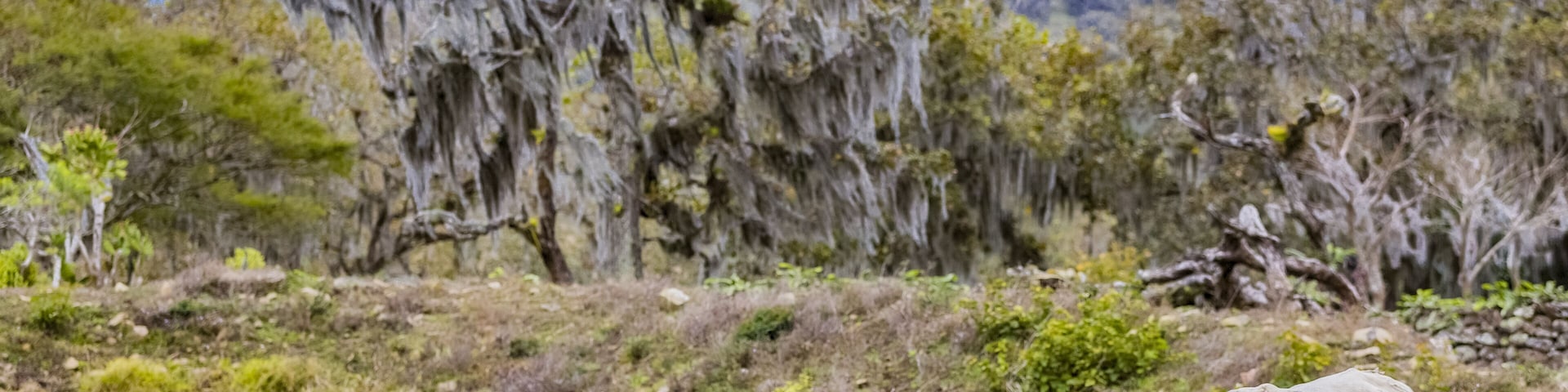 Dos vacas al lado de un estanque en un área cubierta de pasto, con árboles al fondo.