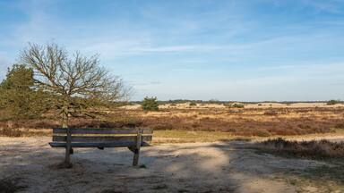 Panorama of Dutch Nationaal Park Loonse en Drunense Duinen, view of sand dunes and heather fields