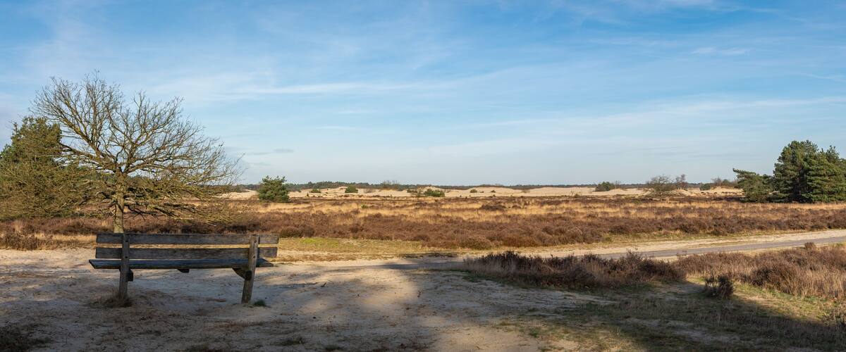 A sandy landscape with a wooden bench, a dirt path, and sparse vegetation.