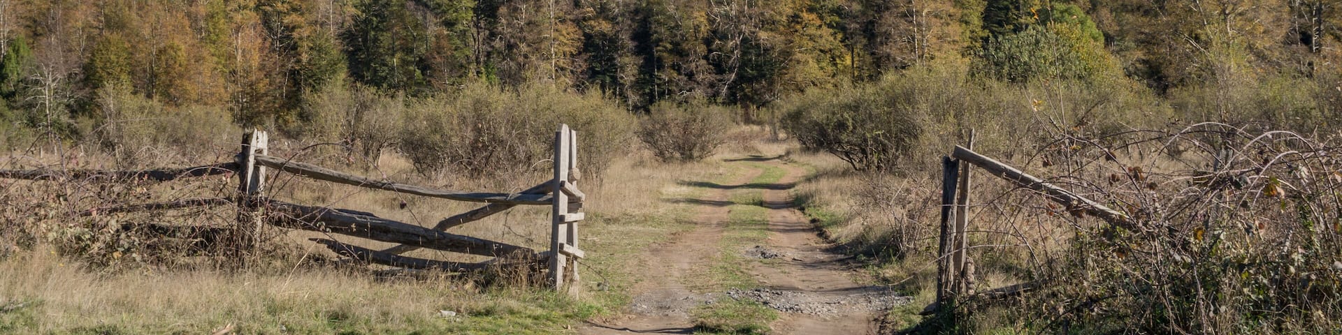 Snow-capped volcano Mocho-Choshuenco in Panguipulli, Futrono, Los Lagos, southern Andes in Chile with autumn trees in the foreground