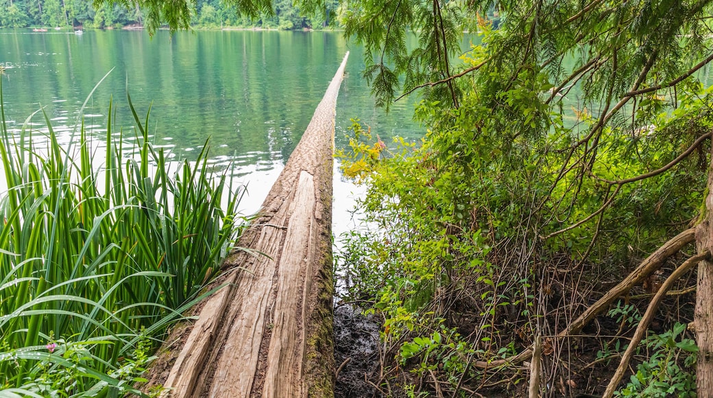 USA, Washington State, Battle Ground Lake State Park. Fallen tree in lake.