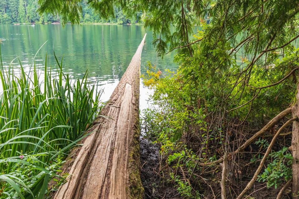 Un puente de madera sobre un lago tranquilo rodeado de abundante vegetación.