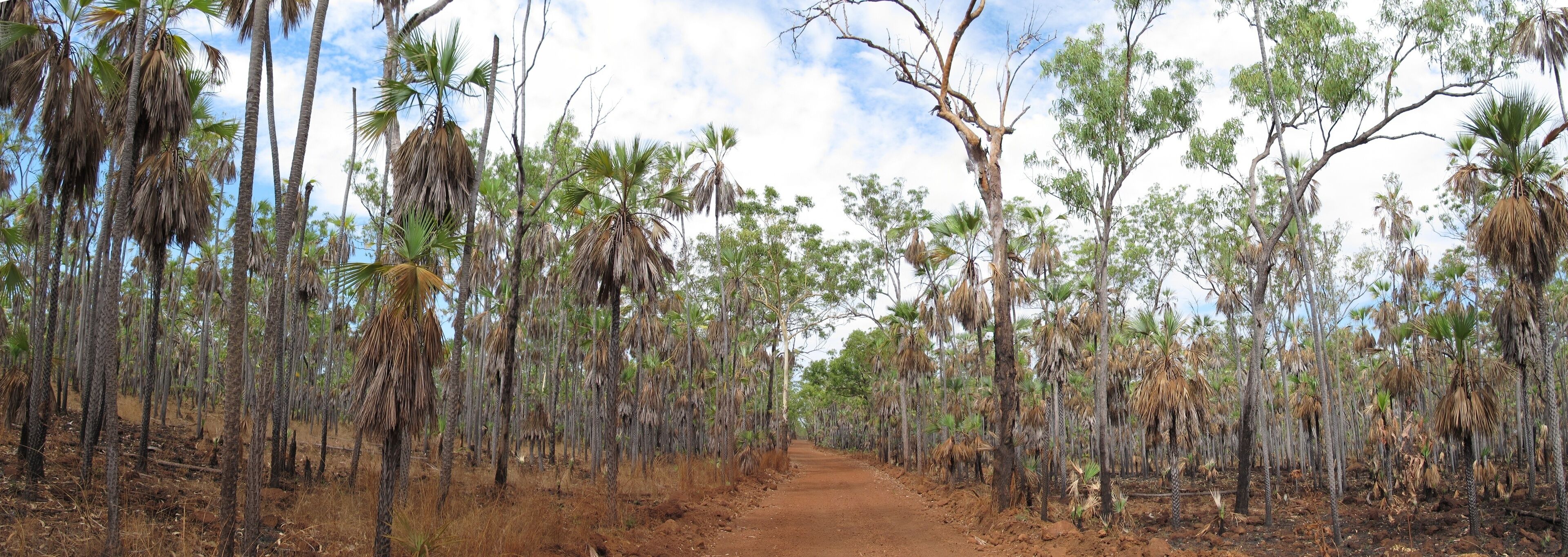 ميتشيل بلاتو