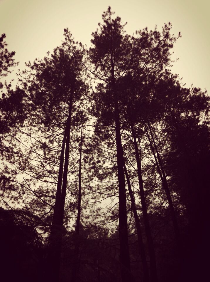 Looking up, you could be in Europe or USA. Tall trees everywhere. 