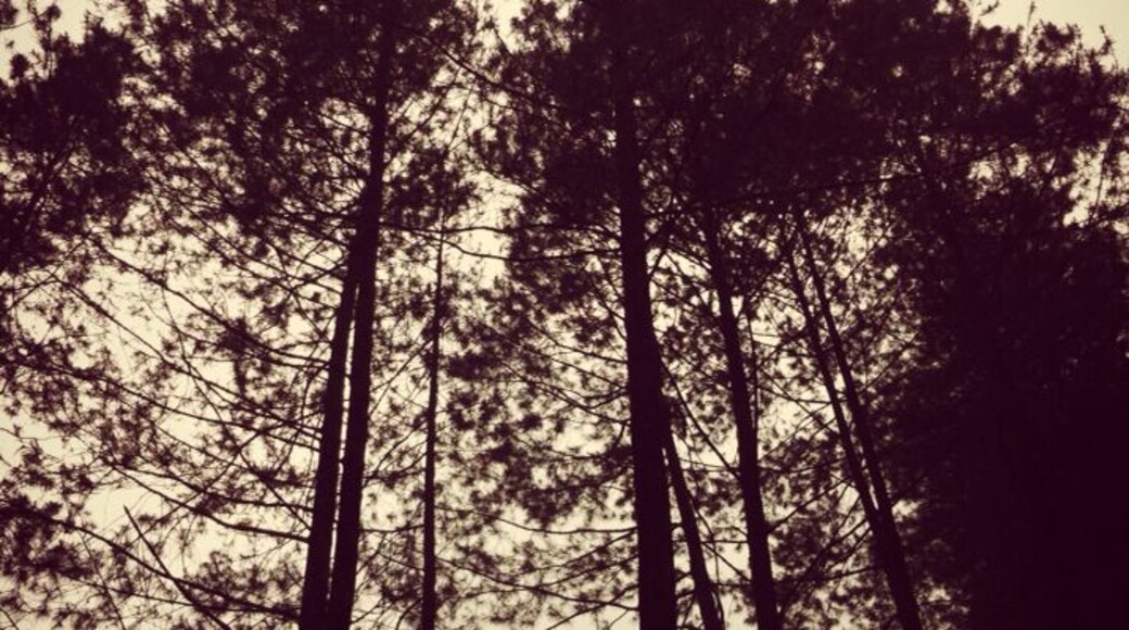 Looking up, you could be in Europe or USA. Tall trees everywhere.