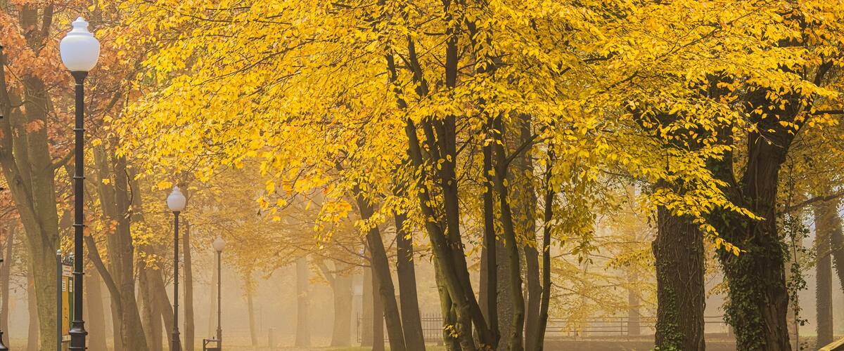 Manor park in the city of Ilowa, Poland in the fall. There are yellow leaves on the trees. Fog is rising between the trees.