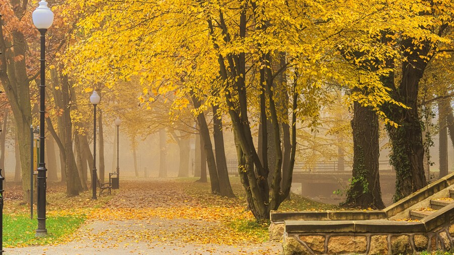 Manor park in the city of Ilowa, Poland in the fall. There are yellow leaves on the trees. Fog is rising between the trees.