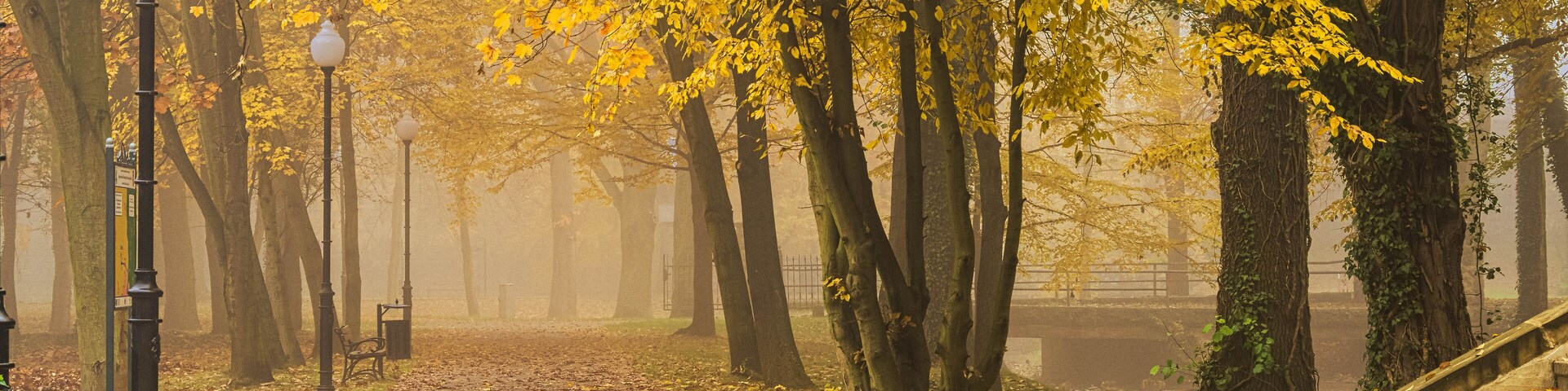 Manor park in the city of Ilowa, Poland in the fall. There are yellow leaves on the trees. Fog is rising between the trees.