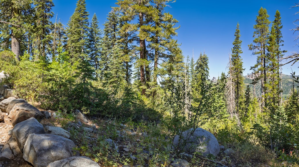 A rocky trail surrounded by dense coniferous forest.