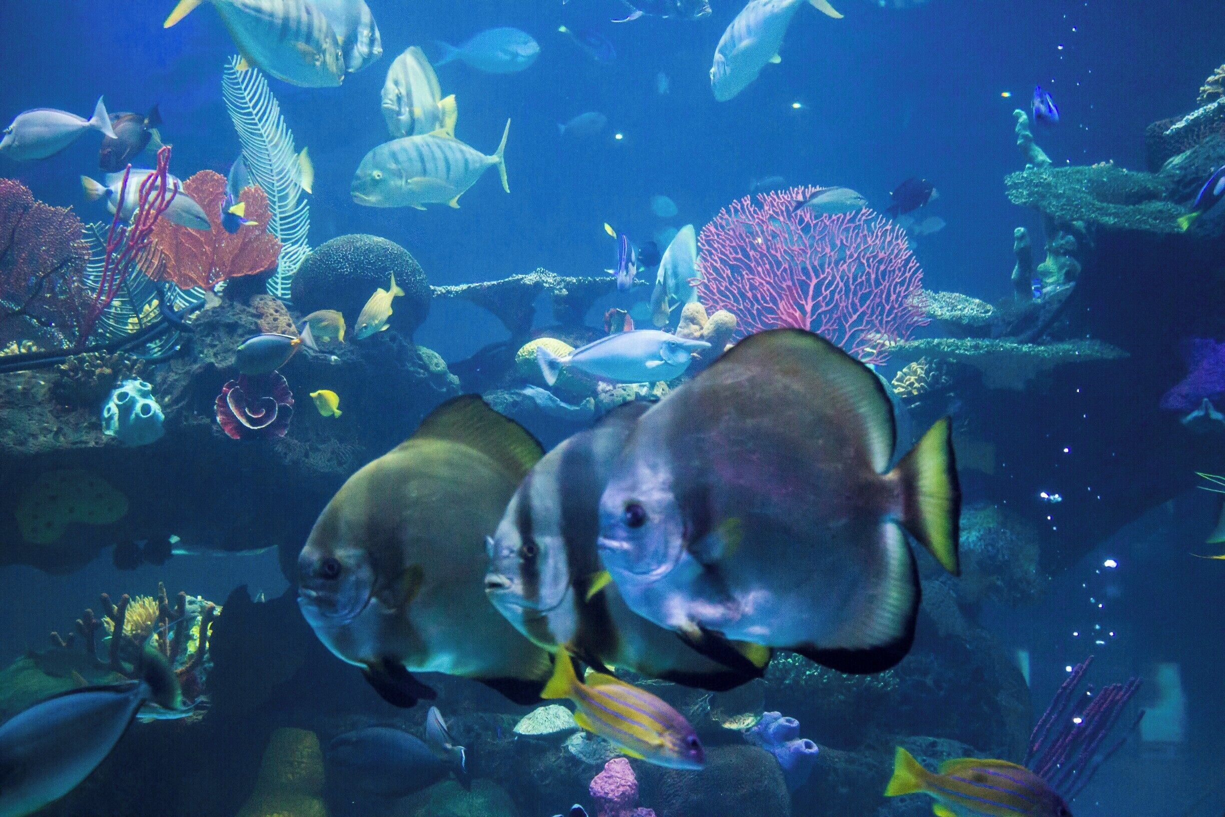 The 117,000-gallon reef aquarium boasts of thousands of tropical fish which includes stingrays and sharks.