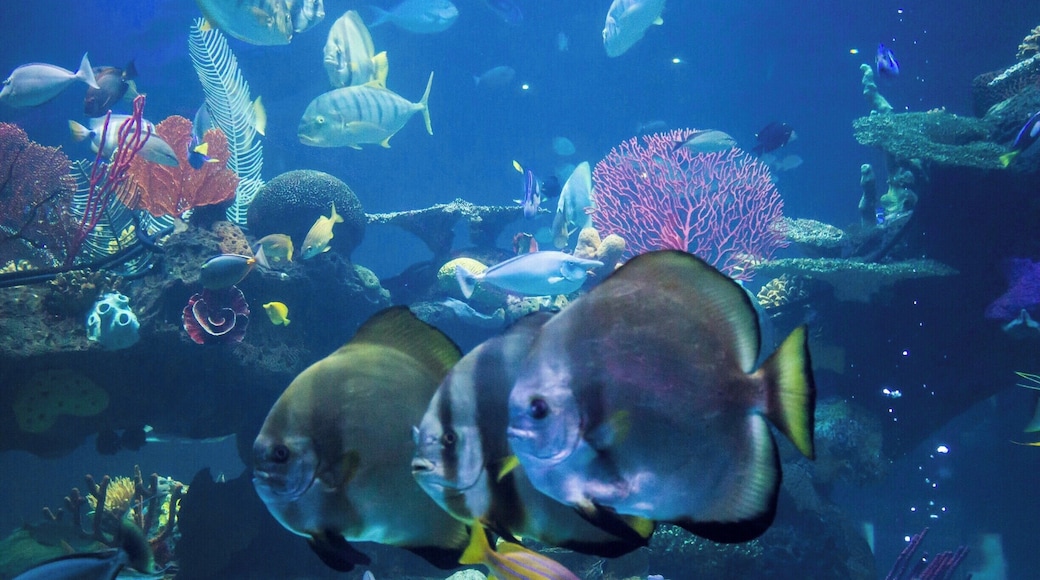 The 117,000-gallon reef aquarium boasts of thousands of tropical fish which includes stingrays and sharks.