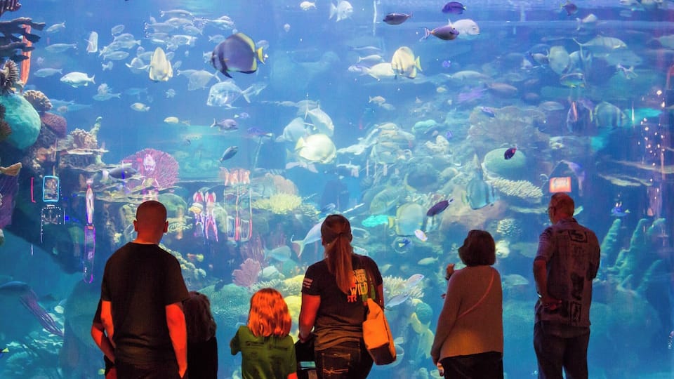 A 117,000-gallon saltwater aquarium tank greets visitors and guests to this rustic-meets-modern casino hotel