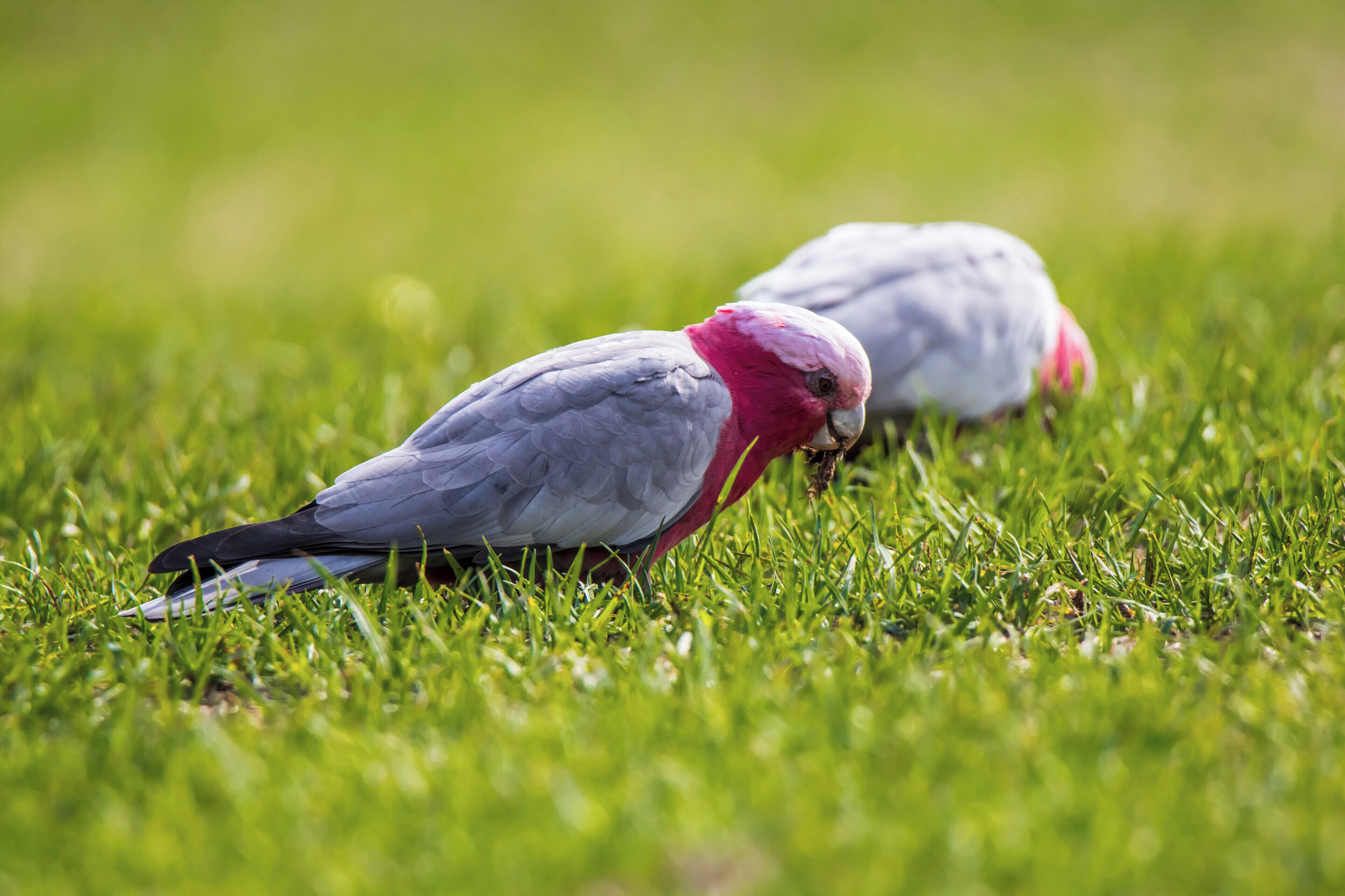 Time for a feed at the driving range.