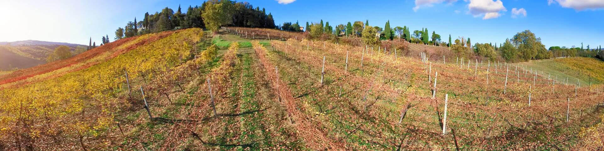 Panorama of the vineyards of Serravalle, Italy, clusters of purple grapes contrast against yellow leaves, creating a vibrant mosaic. The scenic backdrop of hills and sky completes the picturesque