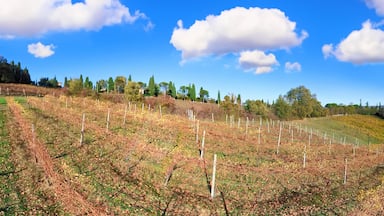 Un vigneto con file di viti su un pendio sotto un cielo azzurro.