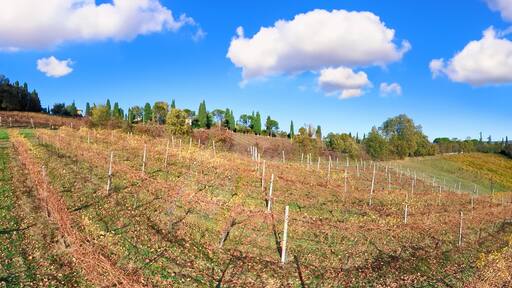 Panorama of the vineyards of Serravalle, Italy, clusters of purple grapes contrast against yellow leaves, creating a vibrant mosaic. The scenic backdrop of hills and sky completes the picturesque