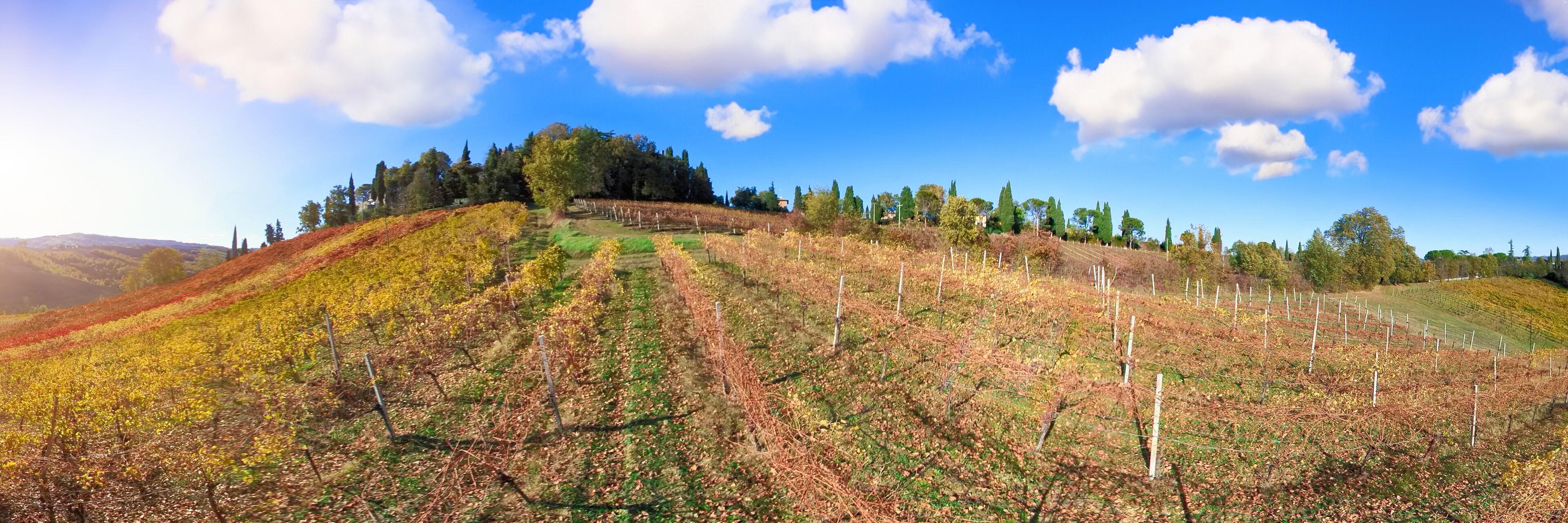 A vineyard with rows of grapevines on a hillside under a clear blue sky.