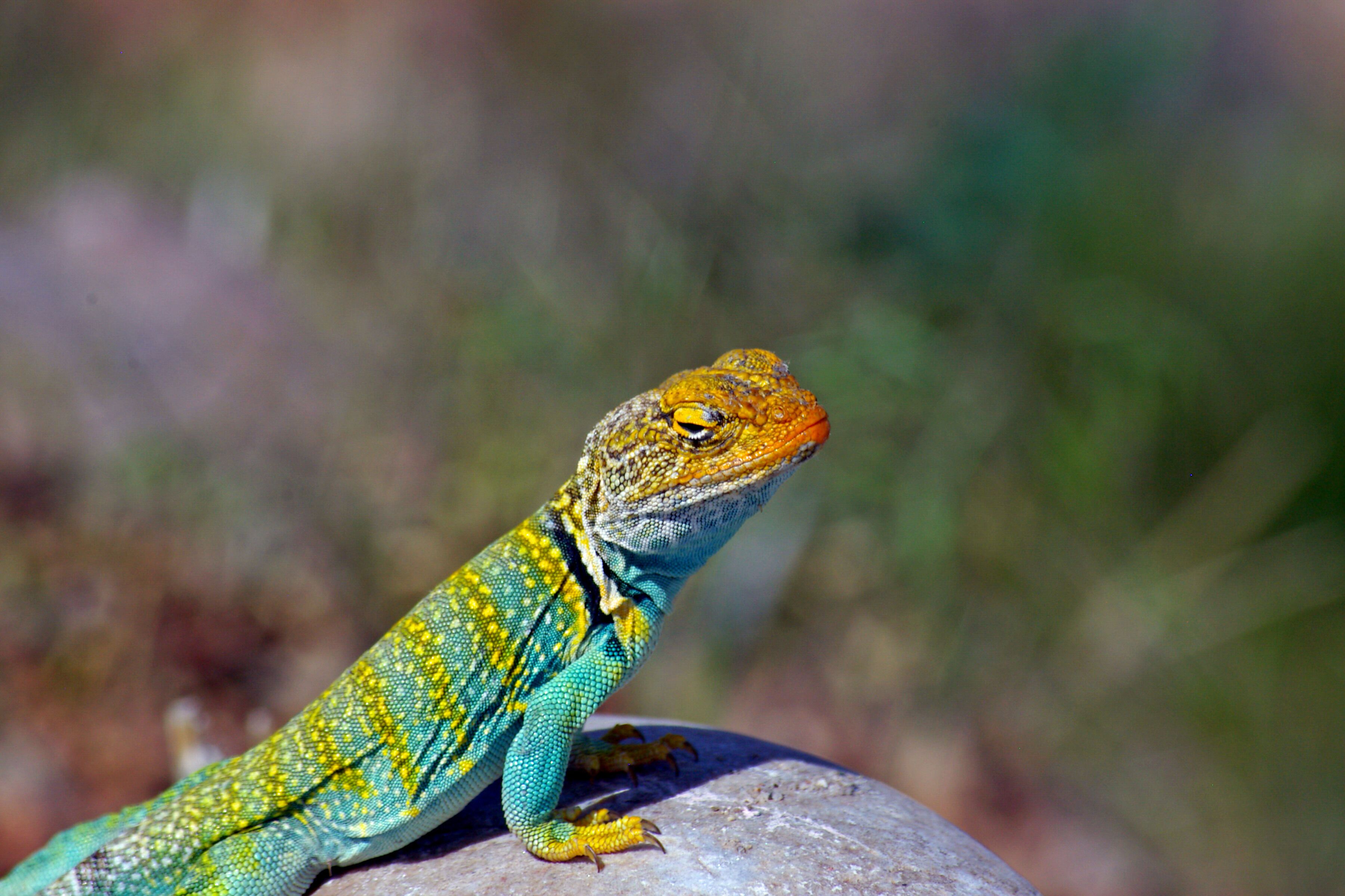 Edge of the Cedars State Park is the site of an Anasazi ruin and modern museum complex operated by the Utah Division of Parks and Recreation.

#Adventure