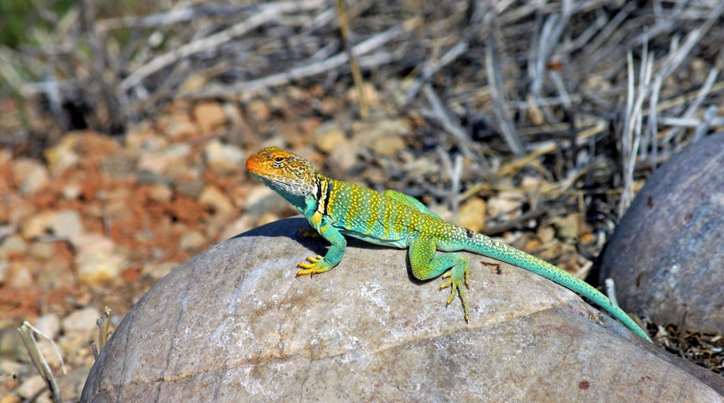 Colorful lizzard basking in the sun. #
