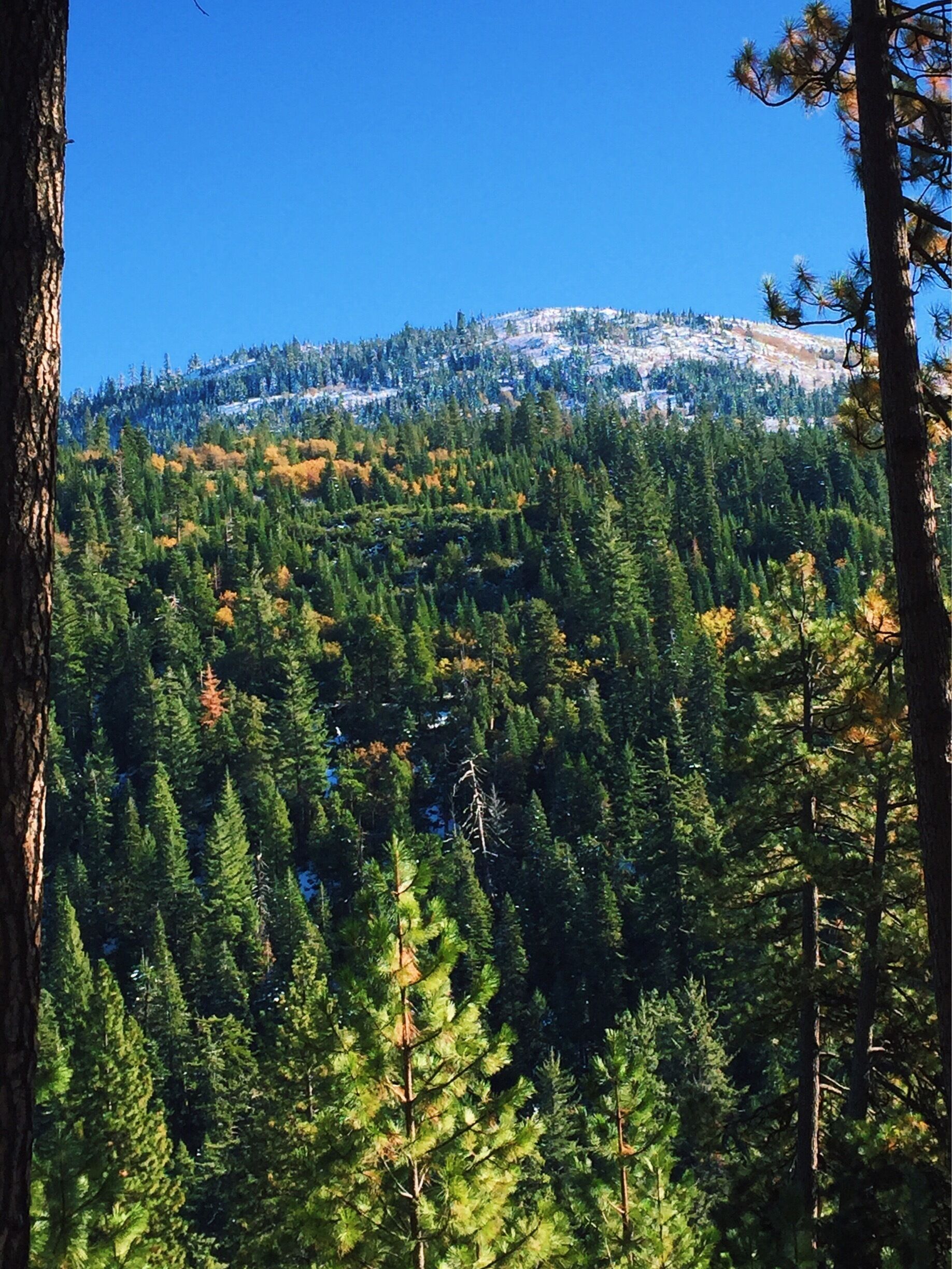 We found snow (and black bear tracks!) while hiking outside of Tahoe in the Eldorado National Forest.
More on www.ajauntwithjoy.com