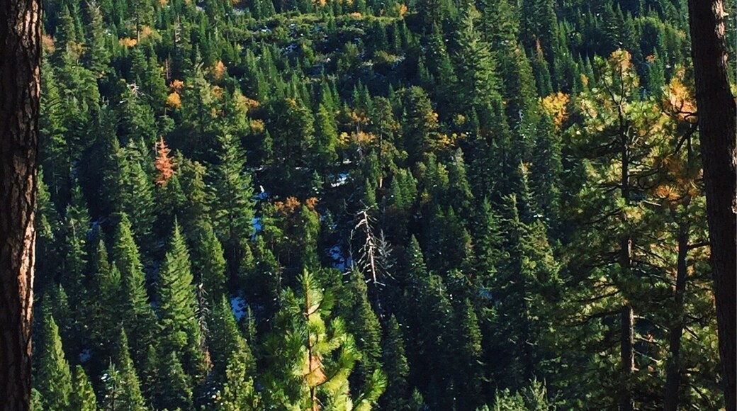 We found snow (and black bear tracks!) while hiking outside of Tahoe in the Eldorado National Forest.
More on www.ajauntwithjoy.com