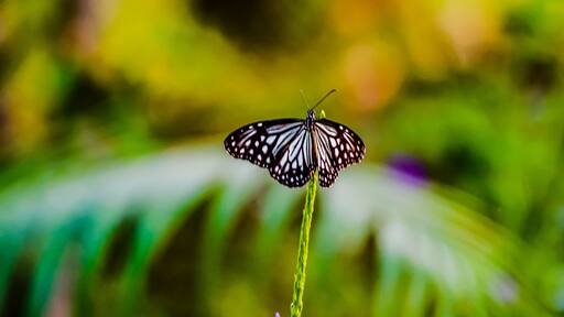 The butterfly counts not months but moments, and has time enough. #nature #butterfly #animalsphotography #birdswatching #lifeatexpedia #birds #butterflies #animallovers