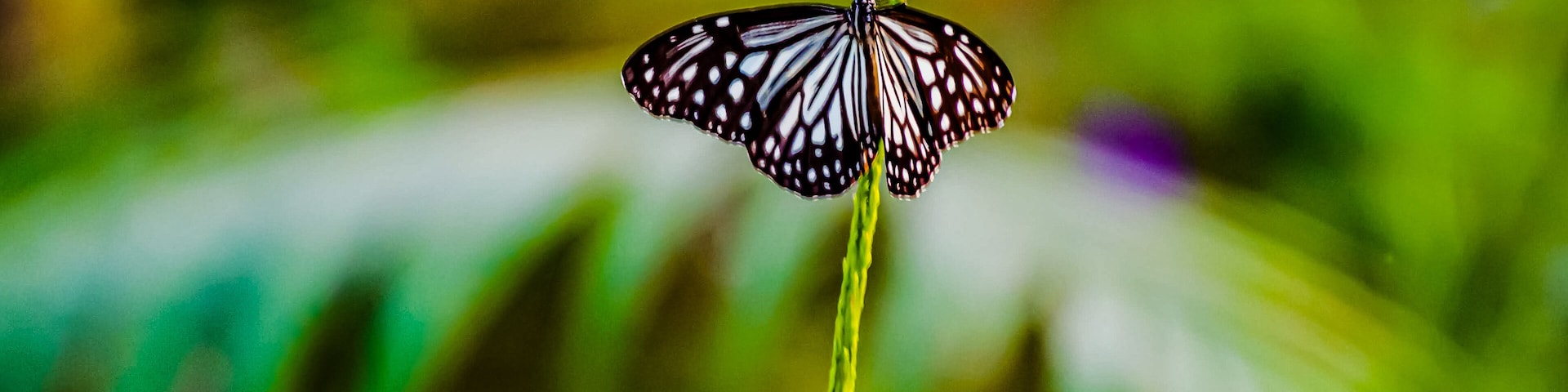 The butterfly counts not months but moments, and has time enough. #nature #butterfly #animalsphotography #birdswatching #lifeatexpedia #birds #butterflies #animallovers