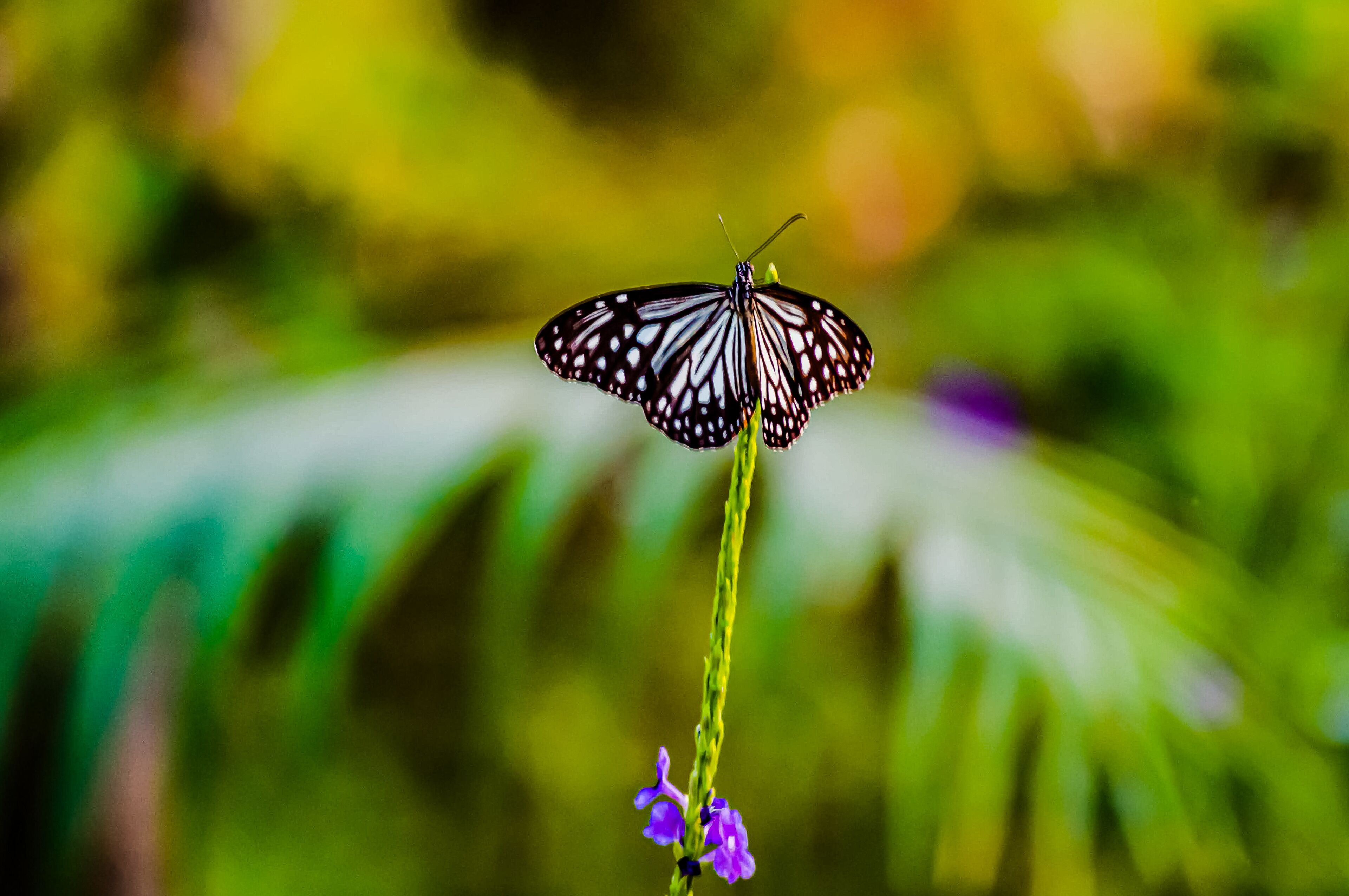 A butterfly on a green plant with purple flowers.