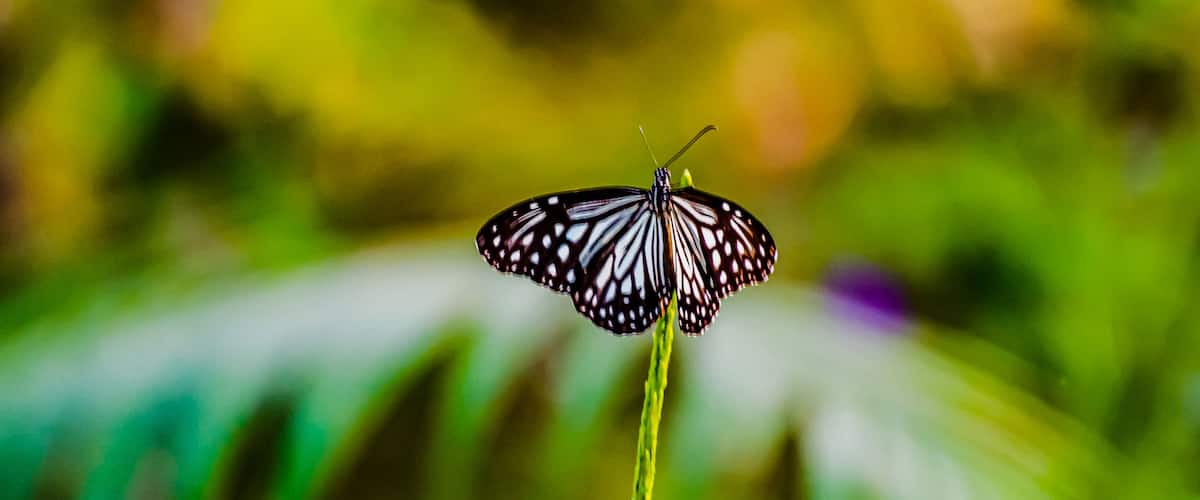 A butterfly on a green plant with purple flowers.