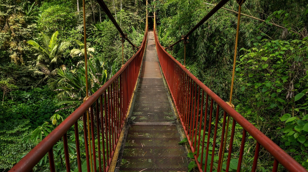 Suspension bridge in rainforest, Quindio botanical garden, Calarca, Quindio region, Colombia South America
