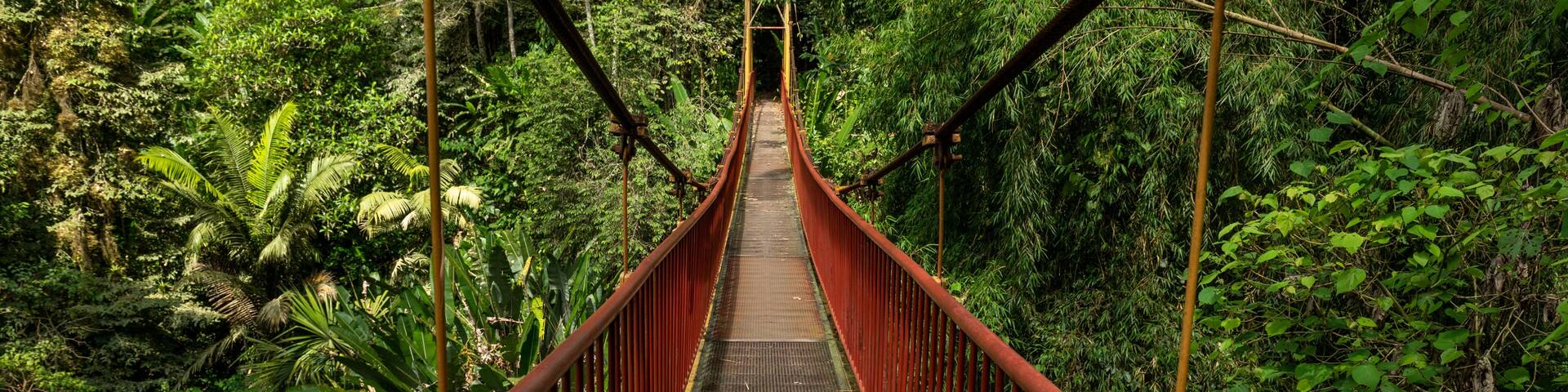Suspension bridge in rainforest, Quindio botanical garden, Calarca, Quindio region, Colombia South America