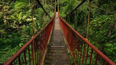 Suspension bridge in rainforest, Quindio botanical garden, Calarca, Quindio region, Colombia South America
