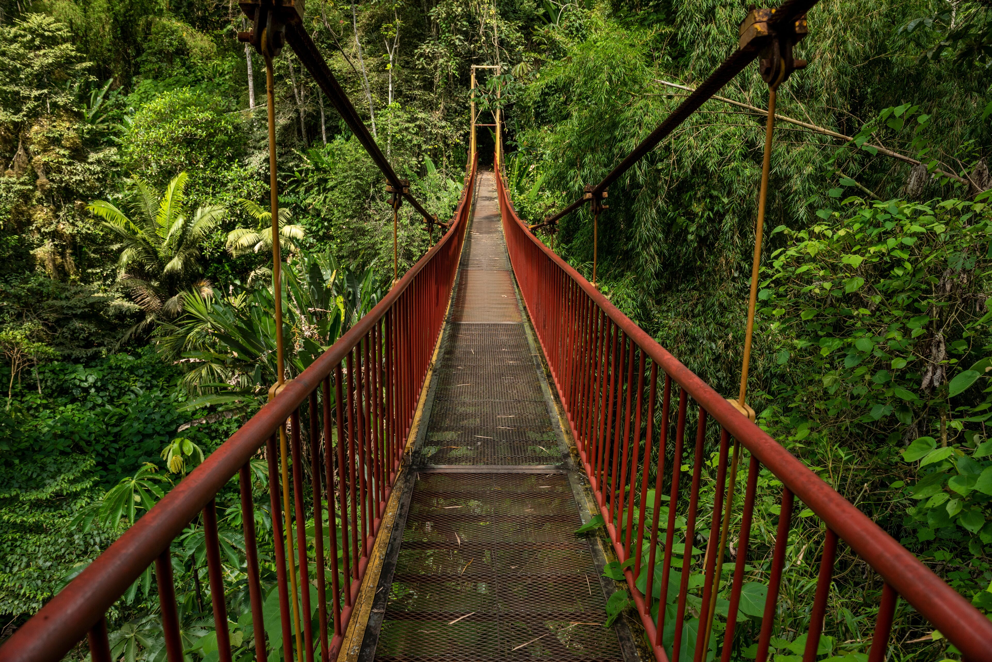 A suspension bridge surrounded by dense tropical foliage.