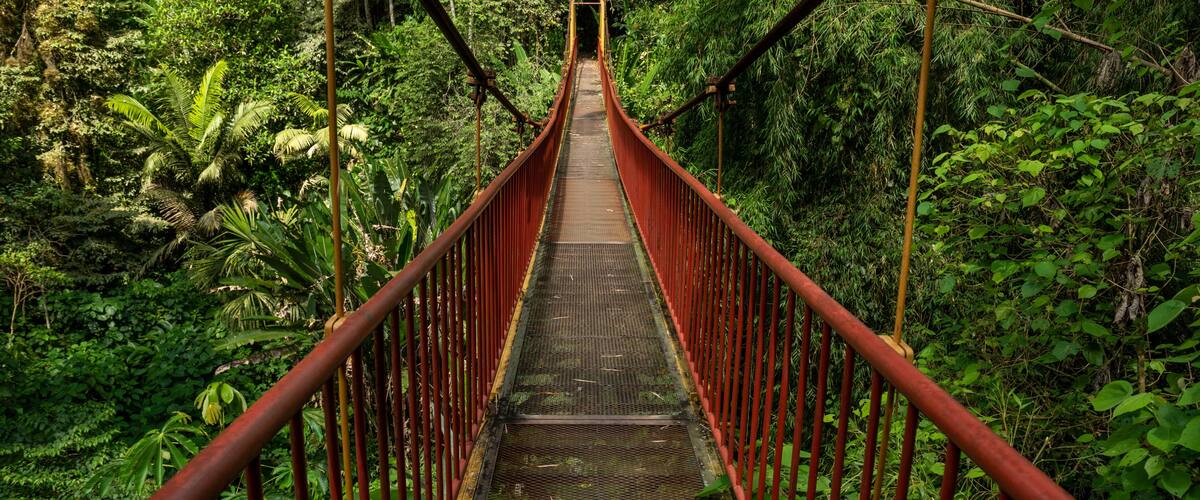 A suspension bridge surrounded by dense tropical foliage.