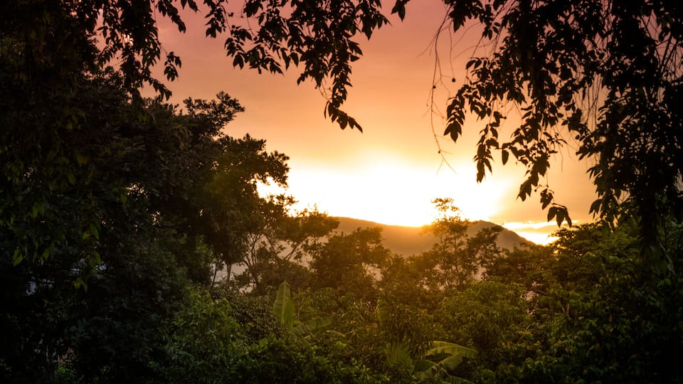 A sunset behind dense foliage with a silhouette of a mountain in the background.