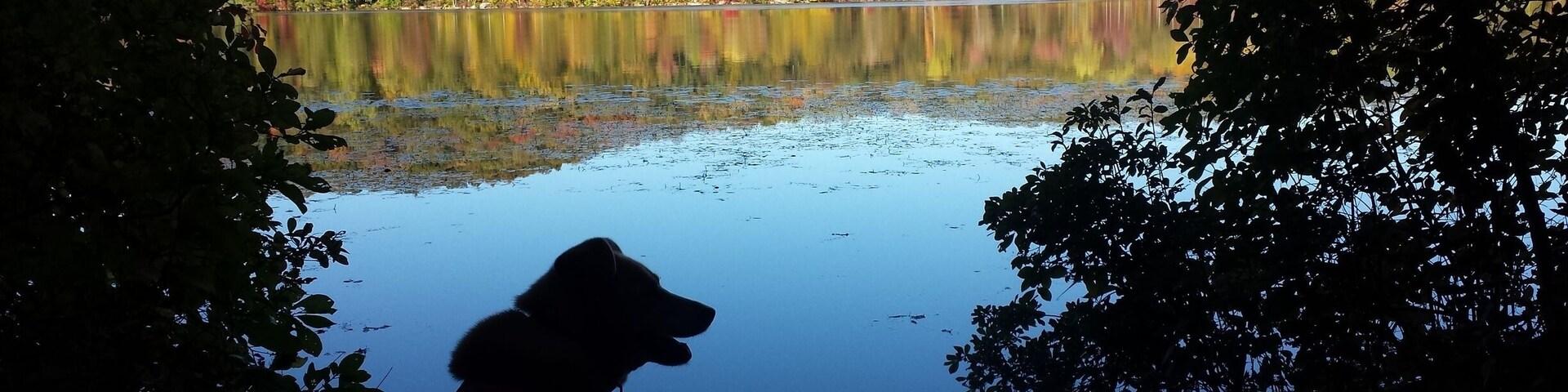Silueta de un perro junto a un lago tranquilo rodeado de follaje otoñal.
