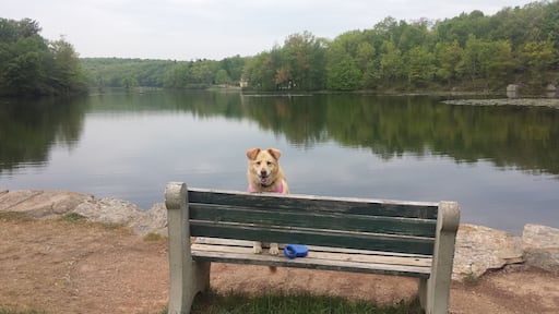 Great place. Love taking my dog here! Walking/hiking/biking/canceling/kayaking/swimming and more!