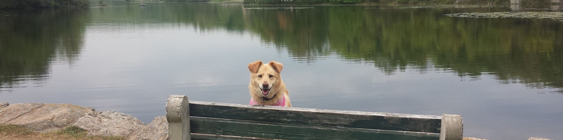 Great place. Love taking my dog here! Walking/hiking/biking/canceling/kayaking/swimming and more!