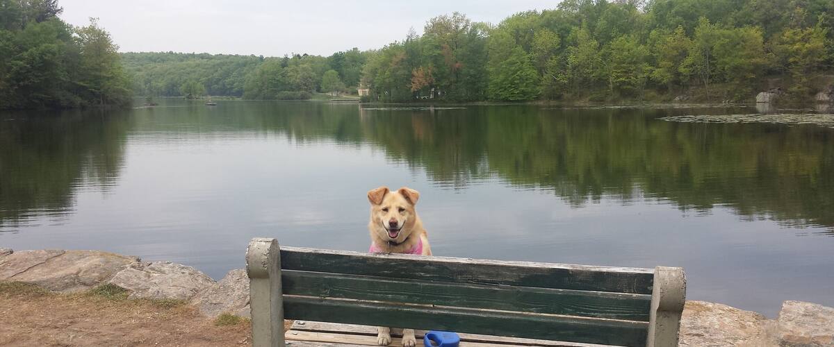 A dog sitting on a bench by a calm lake surrounded by trees.