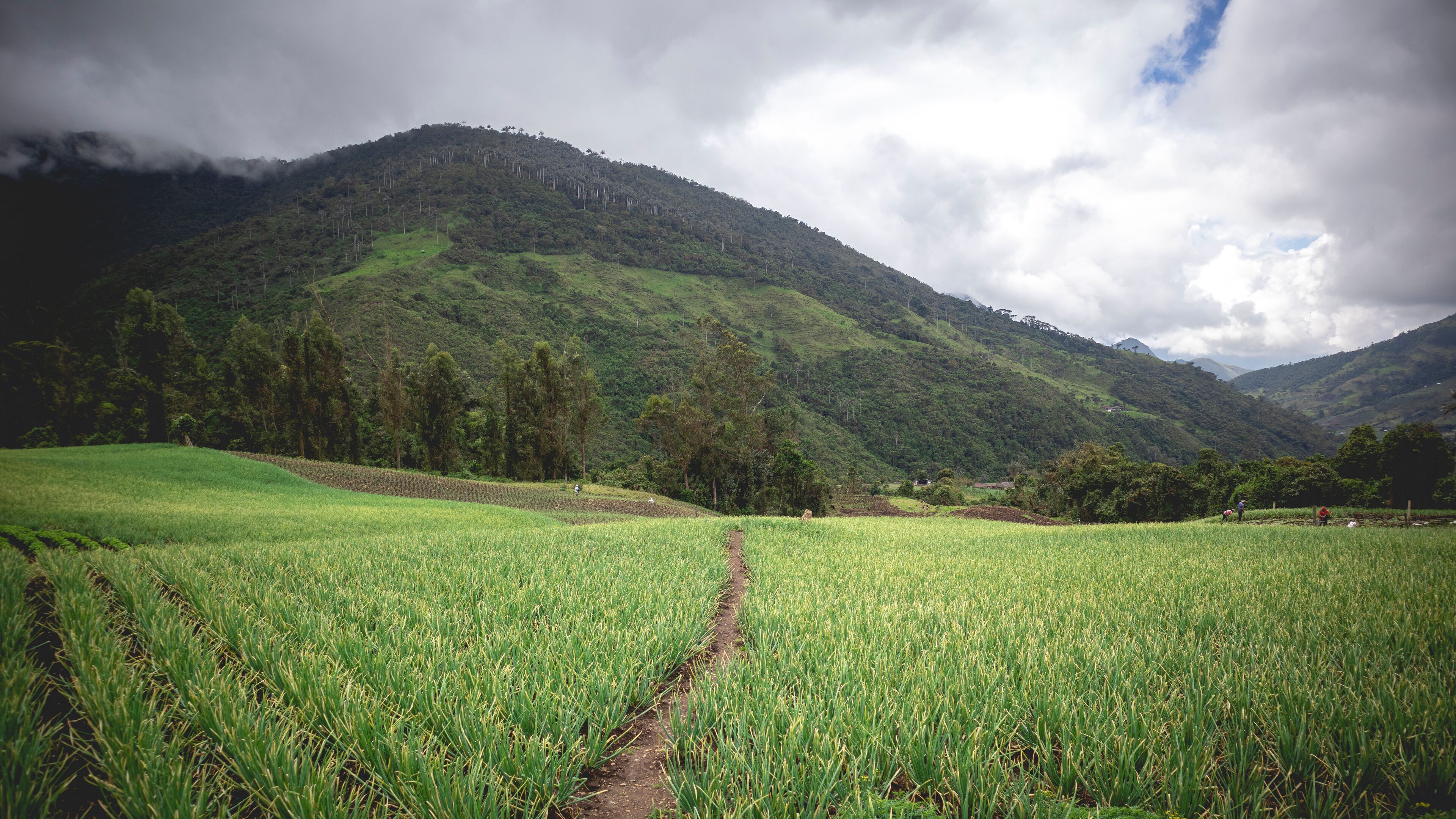 Image of a long onion crop in Tenerife, El cerrito Valle del Cauca Colombia. The Colombian Andes.
