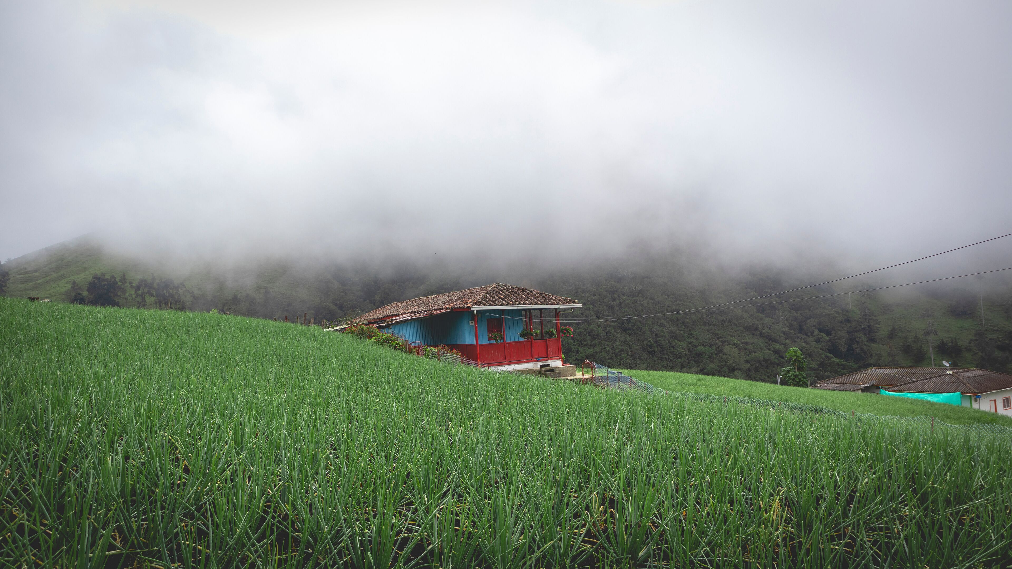 Image of a long onion crop in Tenerife, El cerrito Valle del Cauca Colombia. The Colombian Andes.