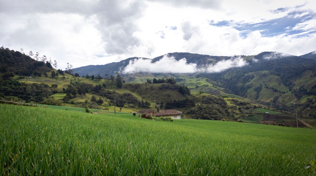 Image of a long onion crop in Tenerife, El cerrito Valle del Cauca Colombia. The Colombian Andes.