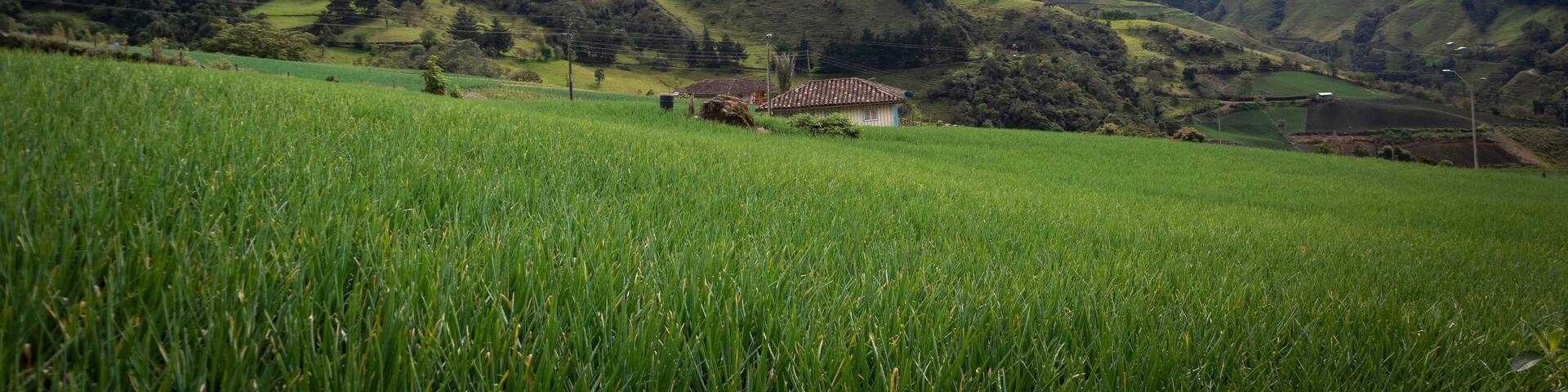 Image of a long onion crop in Tenerife, El cerrito Valle del Cauca Colombia. The Colombian Andes.